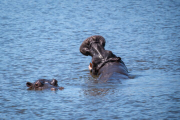 22.9.2022 - Moremi, Dombo Hippo Pool