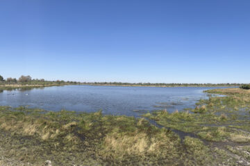 22.9.2022 - Moremi, Dombo Hippo Pool