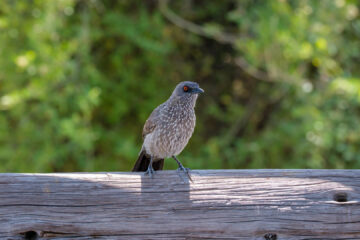 22.9.2022 - Moremi, Dombo Hippo Pool, Arrow-marked Babbler (Weißstrichel-Drosselhäherling)