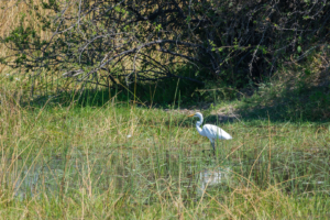 22.9.2022 - Moremi, Dombo Hippo Pool, Great White Egret (Silberreiher)