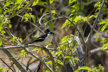 22.9.2022 - Moremi, Dombo Hippo Pool, Tropical Boubou (Tropenwürger)