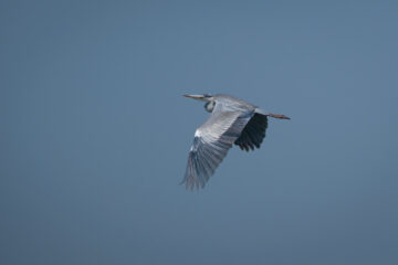 22.9.2022 - Moremi, Dombo Hippo Pool, Grey Heron