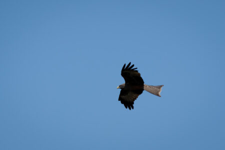 22.9.2022 - Moremi, Dombo Hippo Pool, Black Kite (Schwarzmilan)