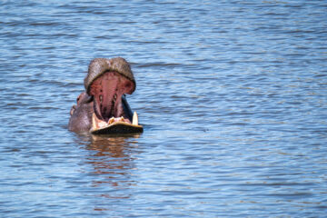 22.9.2022 - Moremi, Dombo Hippo Pool