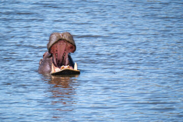 22.9.2022 - Moremi, Dombo Hippo Pool