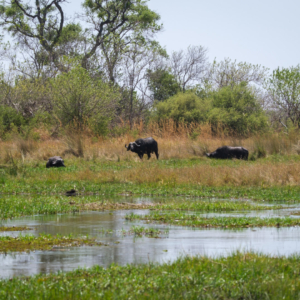 Botswana 2022 – Khwai River Botswana 2022 – Khwai River