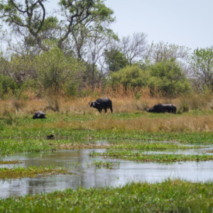 Botswana 2022 – Khwai River