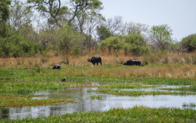 22.9.2022 - Moremi, Sexugu Plain