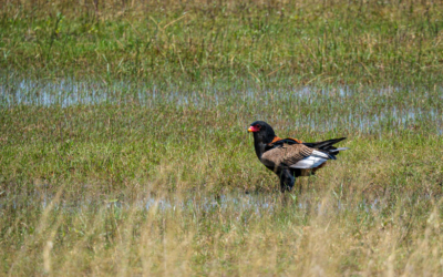 22.9.2022 - Moremi, Sexugu Plain, Bateleur (Gaukler)