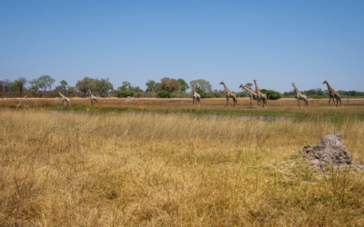 22.9.2022 - Moremi, Sexugu Plain