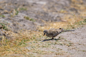 22.9.2022 - Moremi, Sexugu Plain, Namaqua Dove (f) (Kaptäubchen)