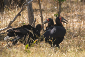 22.9.2022 - Moremi, Sexugu Plain, Ground Hornbill (Südlicher Hornrabe)