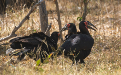 22.9.2022 - Moremi, Sexugu Plain, Ground Hornbill (Südlicher Hornrabe)