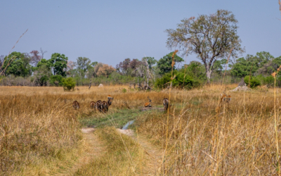 22.9.2022 - Moremi, Sexugu Plain, Waterbuck