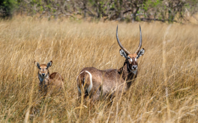 22.9.2022 - Moremi, Sexugu Plain, Waterbuck