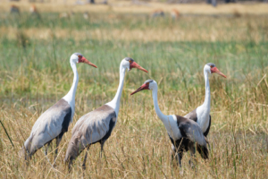22.9.2022 - Moremi, Khwai Plain, Wattled Cranes (Klunkerkranich)