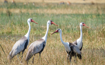 22.9.2022 - Moremi, Khwai Plain, Wattled Cranes (Klunkerkranich)