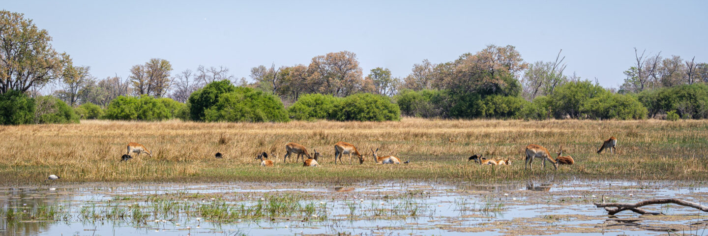 22.9.2022 - Moremi, Khwai Plain