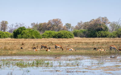 22.9.2022 - Moremi, Khwai Plain