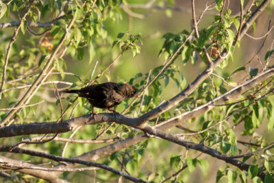 22.9.2022 - Moremi Khwai, Afternoon Walk, Red-billed Buffalo Weaver (Büffelweber)