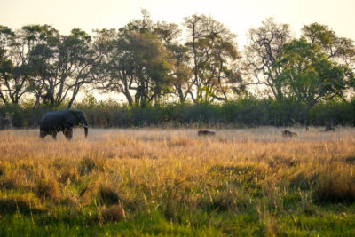 22.9.2022 - Moremi Khwai, Afternoon Walk, Abendspaziergang zum Trinken & Baden ;-)