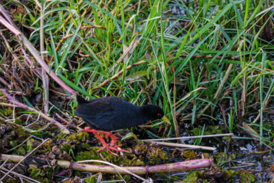 22.9.2022 - Moremi Khwai, Afternoon Walk, Black Crake