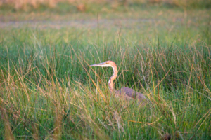 23.9.2022 - Moremi Khwai, Morning Drive, Goliath Heron (Goliathreiher)