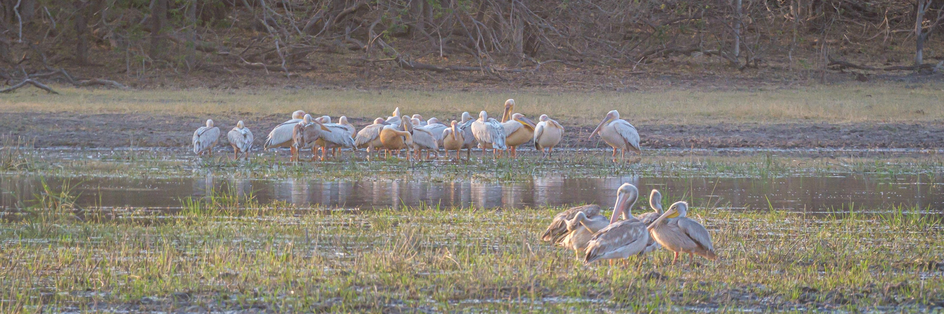 23.9.2022 - Moremi Khwai, Morning Drive, Pink-backed Pelican & Great White Pelican