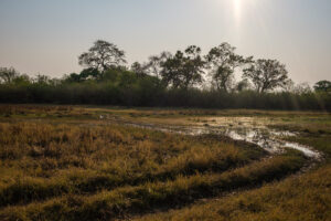 23.9.2022 - Moremi Khwai, Morning Drive, nein - hier sind wir nicht durch's Wasser gefahren!