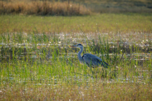 23.9.2022 - Moremi Khwai, Morning Drive, Grey Heron (Graureiher)