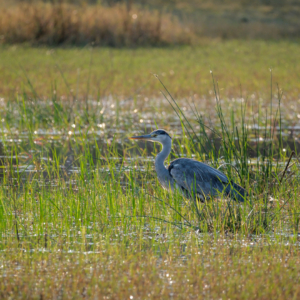 Botswana 2022 – Khwai, Morning Drive