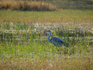 Botswana 2022 – Khwai, Morning Drive