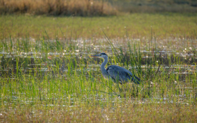 23.9.2022 - Moremi Khwai, Morning Drive, Grey Heron (Graureiher)