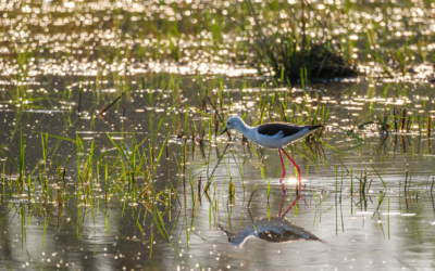 23.9.2022 - Moremi Khwai, Morning Drive, Black-winged Stilt