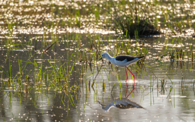 23.9.2022 - Moremi Khwai, Morning Drive, Black-winged Stilt