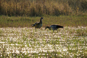 23.9.2022 - Moremi Khwai, Morning Drive, Egyptian Goose / Nilgans