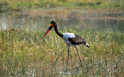 23.9.2022 - Moremi Khwai, Morning Drive, Saddle-billed Stork