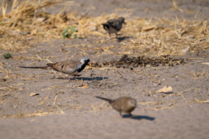 23.9.2022 - Moremi Khwai, Morning Drive, Namaqua Dove (m) (Kaptäubchen)