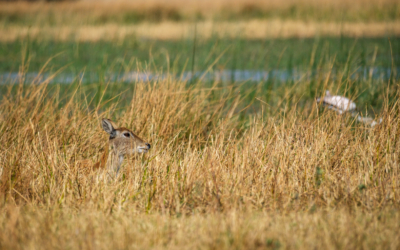 23.9.2022 - Moremi Khwai, Morning Drive, Red Lechwe