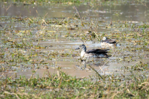 23.9.2022 - Moremi Khwai, Morning Drive, Knob-billed Duck (f) (Höckerglanzgans)