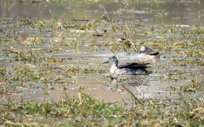 23.9.2022 - Moremi Khwai, Morning Drive, Knob-billed Duck (f) (Höckerglanzgans)