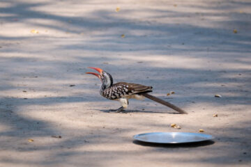 23.9.2022 - Moremi Khwai, Campsite 6, Red-billed Hornbill (Camp Host ;-)