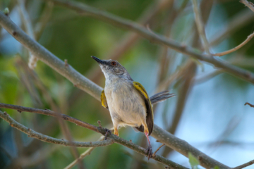 23.9.2022 - Moremi Khwai, Afternoon Walk, Green-backed Camaroptera