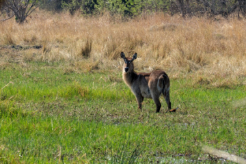 23.9.2022 - Moremi Khwai, Afternoon Walk, Waterbuck