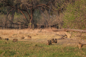 23.9.2022 - Moremi Khwai, Evening Walk