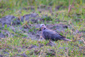 23.9.2022 - Moremi Khwai, Evening Walk, Red-eyed Dove (Halbmondtaube)