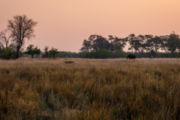 23.9.2022 - Moremi Khwai, Evening Walk