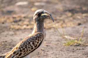 24.9.2022 - Moremi Khwai, Morning Walk, African Grey Hornbill (Grautoko)