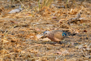 24.9.2022 - Moremi Khwai, Morning Walk, Emerald-spotted Wood-Dove (Bronzeflecktäubchen)