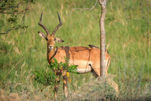 24.9.2022 - Moremi Khwai, Morning Walk, Impala mit Red-billed Oxpecker